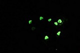 Mycena perlae image