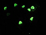 Mycena perlae image