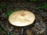Oudemansiella furfuracea image