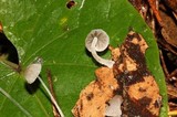 Mycena perlae image
