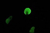 Mycena perlae image
