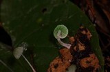 Mycena perlae image