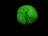 Mycena perlae image