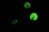 Mycena perlae image