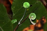 Mycena perlae image