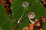 Mycena perlae image