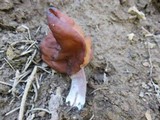 Gyromitra infula image