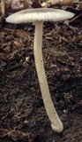 Amanita farinosa image