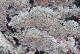 Arctoparmelia centrifuga image