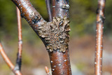 Melanohalea olivacea image