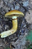 Phaeolepiota aurea image