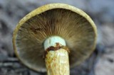 Phaeolepiota aurea image
