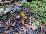 Leotia viscosa image