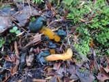 Leotia viscosa image