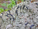 Pilophorus clavatus image