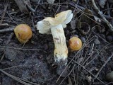 Cortinarius triumphans image