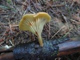 Pseudoarmillariella ectypoides image