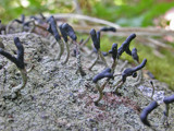 Pilophorus clavatus image