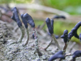 Pilophorus clavatus image