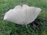 Lactarius piperatus image