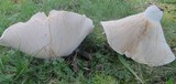 Lactarius piperatus image