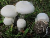 Amanita suballiacea image