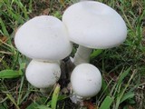 Amanita suballiacea image