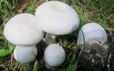 Amanita suballiacea image