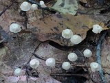 Marasmius capillaris image