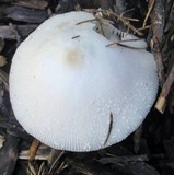 Leucocoprinus cepistipes image