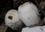 Leucocoprinus cepistipes image