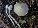 Leucocoprinus cepistipes image