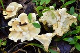 Sistotrema confluens image