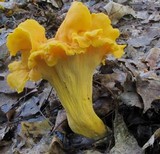 Cantharellus lateritius image