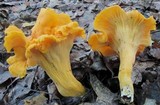 Cantharellus lateritius image