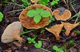 Onnia tomentosa image