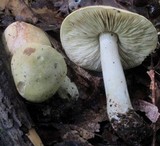 Tricholoma palustre image