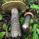 Leccinum versipelle image