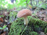 Psathyrella delineata image