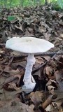 Amanita suballiacea image