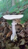 Amanita suballiacea image