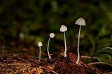 Mycena perlae image