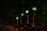 Mycena perlae image