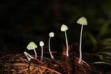 Mycena perlae image