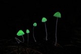 Mycena perlae image