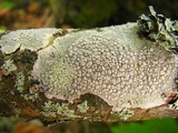 Lecanora caesiorubella image