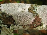 Lecanora caesiorubella image