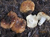 Russula laurocerasi image