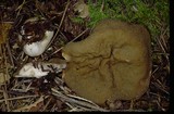 Discina ancilis image