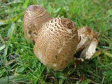 Coprinopsis romagnesiana image